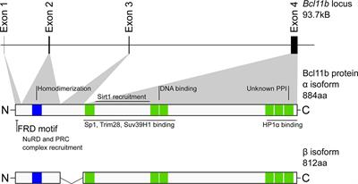 Epigenetic Dynamics in the Function of T-Lineage Regulatory Factor Bcl11b